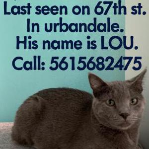 Lost Cat Lou