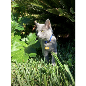 Lost Cat Silver Valencia