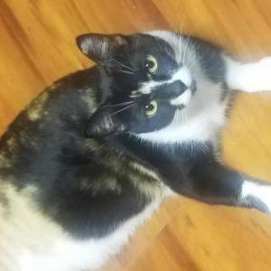 Lost Cat Selena