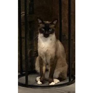 Lost Cat Tippy