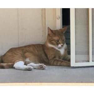 Lost Cat Wally