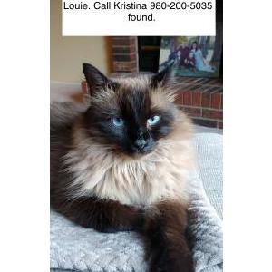 Lost Cat Louie
