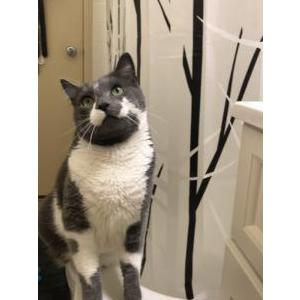 Lost Cat Bitters/pitters