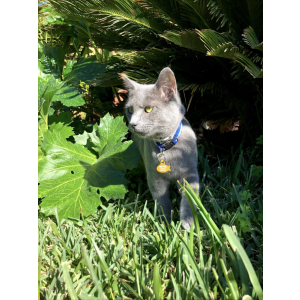 Lost Cat Silver