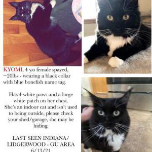 Lost Cat Kyomi