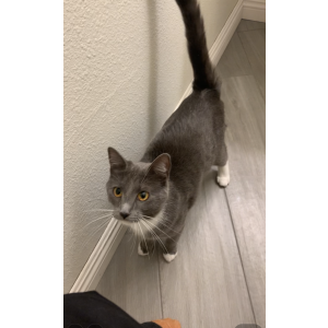 Lost Cat Mittens