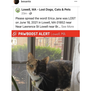 Lost Cat Erica Jane
