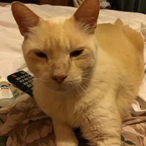 Lost Cat Odie