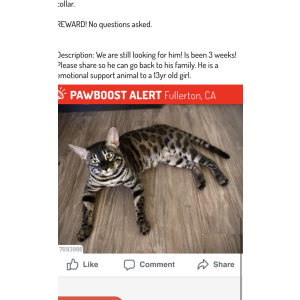Lost Cat Oscar