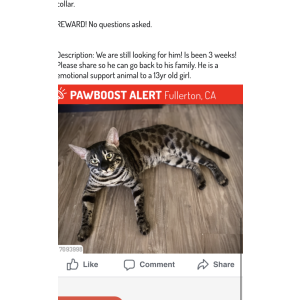 Lost Cat Oscar