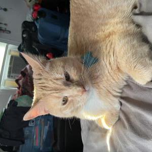Lost Cat Charlie Maher