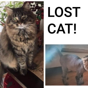 Lost Cat Perriwinkle (kitty)