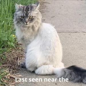 Lost Cat Kimba (Evie)