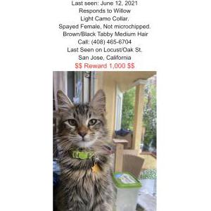 Lost Cat Willow