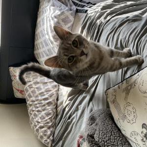 Lost Cat Greylin