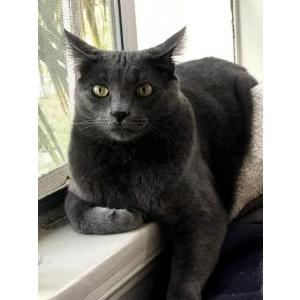 Lost Cat Maverick