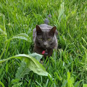 Lost Cat Frank