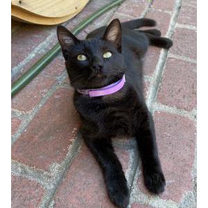 Lost Cat Blacky