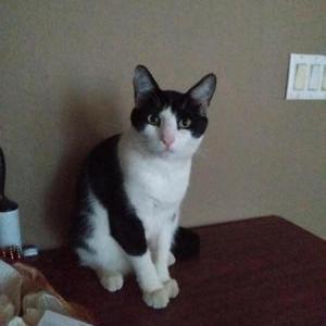 Lost Cat Audrey