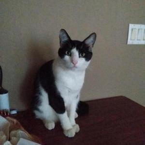 Lost Cat Audrey