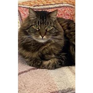 Lost Cat Jasper