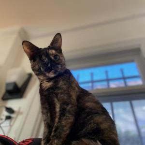 Lost Cat Papaya