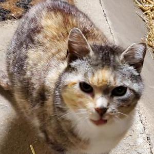 Lost Cat Maeve (barn cat)