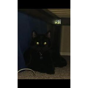 Lost Cat Nizmo