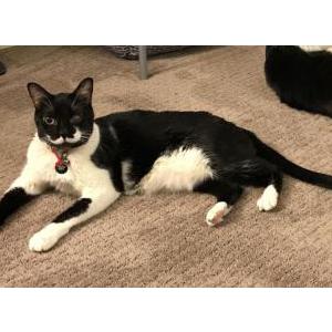 Lost Cat Penny