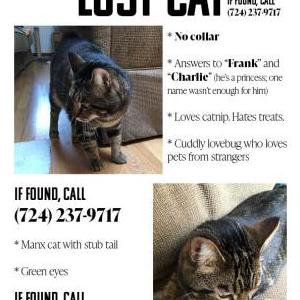 Lost Cat Frank/Charlie