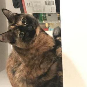 Lost Cat Cloe