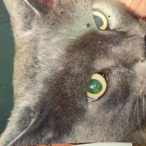 Lost Cat Ollie McKean-gray