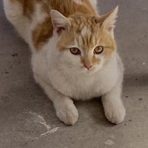 Lost Cat Ginger/Kitty Kitty