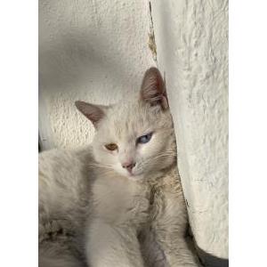 Lost Cat Snowy