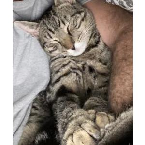 Lost Cat Fergus