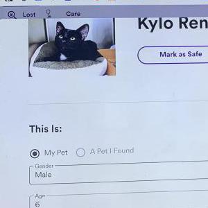 Lost Cat Kylo Ren (still missing!)