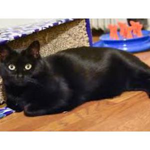 Lost Cat Itty Bit Black