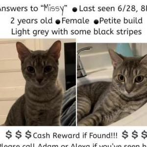 Lost Cat Missy