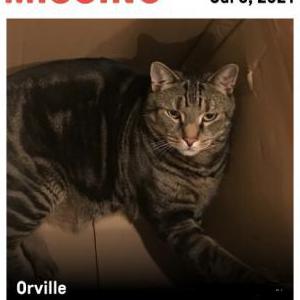 Lost Cat Orville