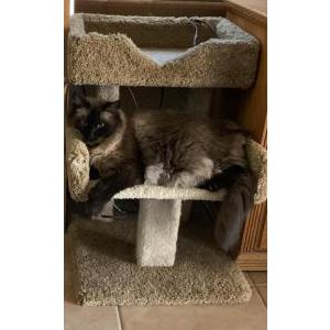 Lost Cat Skyler