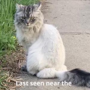 Lost Cat Kimba