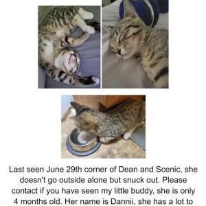 Lost Cat Dannii