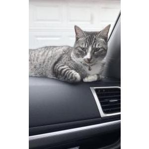 Lost Cat Marty