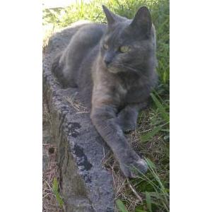 Lost Cat Luna