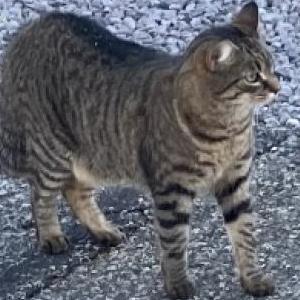 Lost Cat Remy