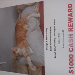 Lost Cat Bexter