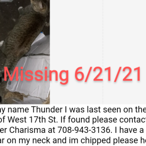 Lost Cat Thunder