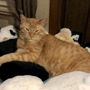 Lost Cat Prince