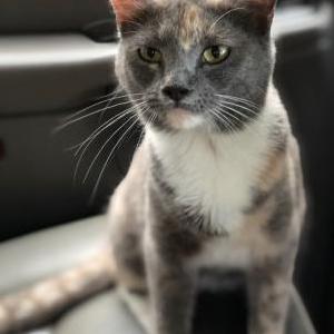 Lost Cat Kibby Libby