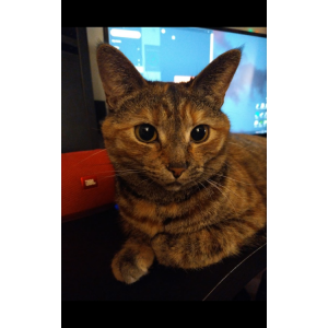 Lost Cat Juno